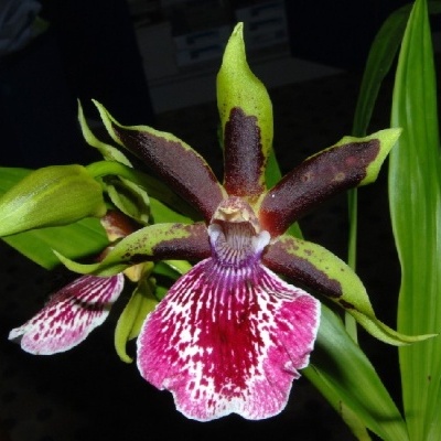 Flor de orquídea verde, castanha e rosa com manchas, com folhas verdes compridas.