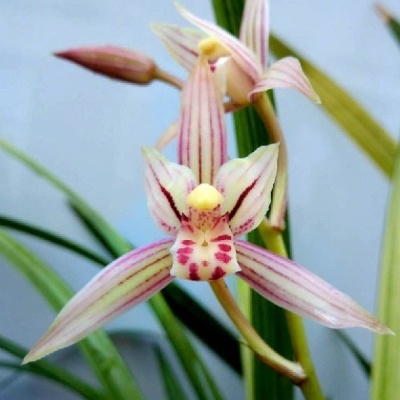 Orquídea creme com riscas e pontos rosa em folhas verdes