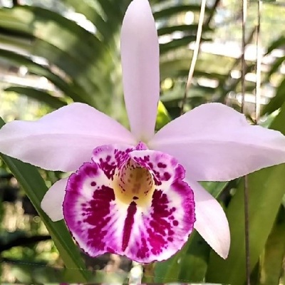 Flor de orquídea rosa com manchas roxas
