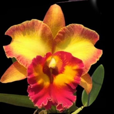 Orquídea amarela e vermelha com folhas verdes sobre fundo preto