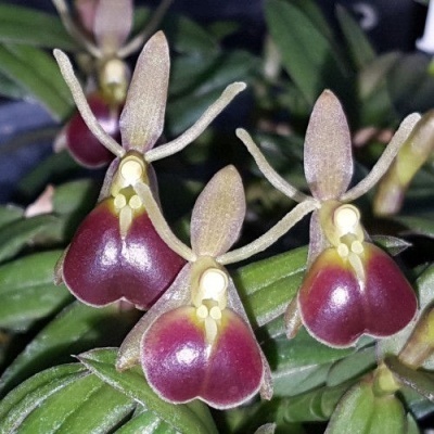 Flores pequenas amarelas e vermelhas em formato de coração com folhas verdes ao fundo