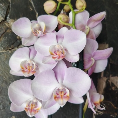 Orquídea Phalaenopsis com flores rosadas e brancas e botões, com suporte preto