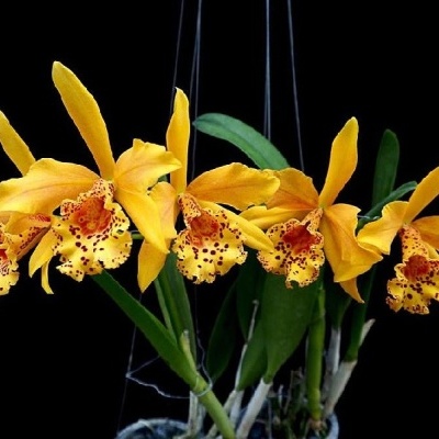 Orquídeas amarelas com manchas vermelhas sobre fundo preto