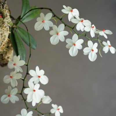 Orquídea branca com centros laranja e folhas verdes num suporte com musgo