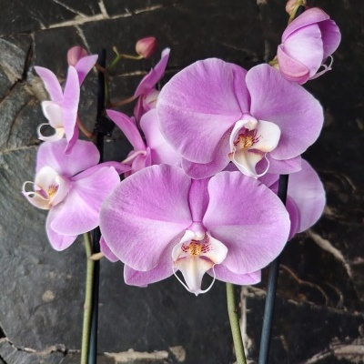 Orquídeas rosas com haste e suporte sobre pedra escura