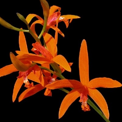Ramo de flores laranja com pétalas finas sobre fundo preto