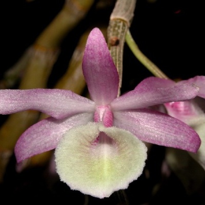 Flor de orquídea rosa e branca em ramos castanhos