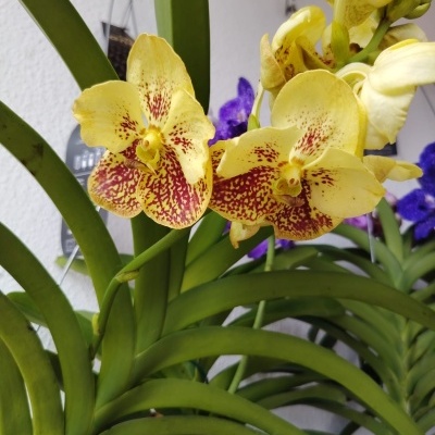 Flores amarelas com manchas vermelhas e folhas verdes largas de planta
