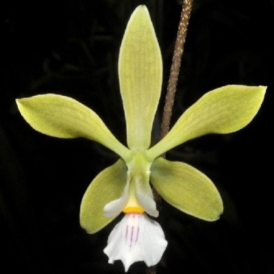Orquídea verde-clarinho e branca com manchas roxas e amarelas em fundo preto