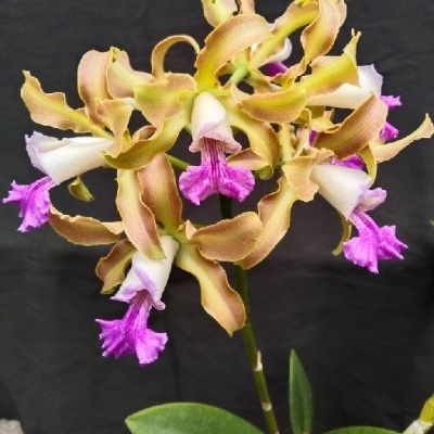 Orquídea amarela e rosa com labelo roxo e branco sobre fundo preto