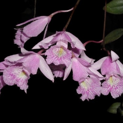 Ramo de orquídeas cor-de-rosa com detalhes em amarelo e folhas verdes