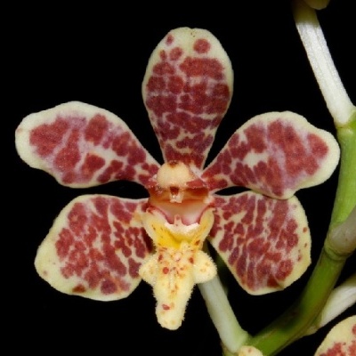 Orquídea creme com pintas castanhas em fundo preto