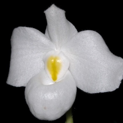 Flor branca com centro amarelo sobre fundo preto