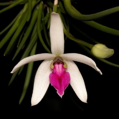 Flor de orquídea branca com lábio rosa e folhas verdes ao fundo