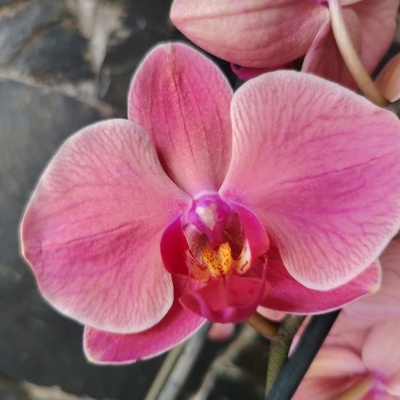 Orquídea cor-de-rosa, textura suave, detalhes amarelos e vermelhos