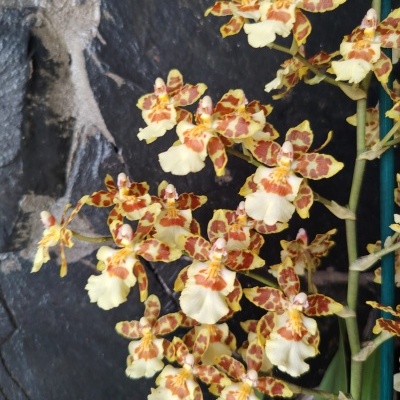 Orquídeas amarelas com manchas castanhas em fundo de rocha escura.