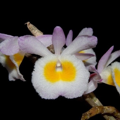 Flores exóticas brancas e amarelas com pétalas lilases em fundo preto