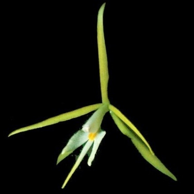 Flor exótica verde e branca com fundo preto