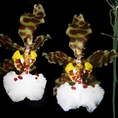 Dois lírios ou orquídeas castanhas, amarelas e brancas em fundo preto com folhas verdes à direita