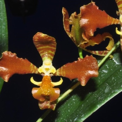 Orquídea castanha com folhas verdes