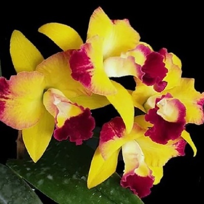 Orquídea amarela com bordas vermelhas e folhas verdes