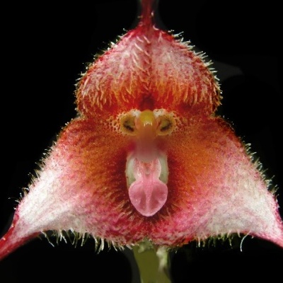 Flor vermelha e rosa com formato peculiar e textura aveludada sobre fundo preto