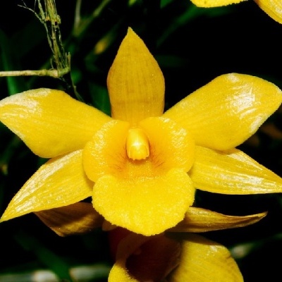 Flor amarela com pétalas vítreas em fundo escuro