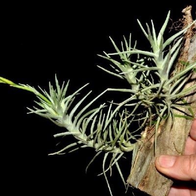Planta Tillandsia com folhas acinzentadas e madeira