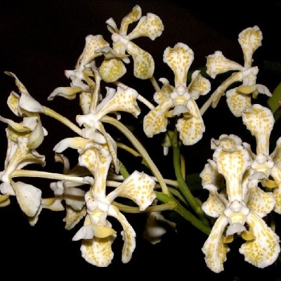 Orquídeas brancas com manchas amarelas em fundo preto