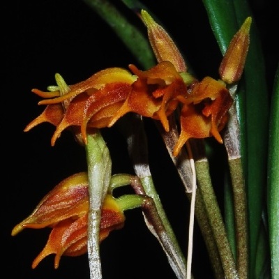 Orquídea com flores laranja e castanhas e folhas verdes