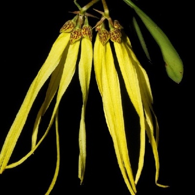 Flor exótica amarela com pétalas longas e finas e manchas castanhas na base