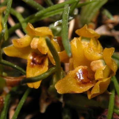 Flores amarelas com manchas castanhas e folhas verdes finas