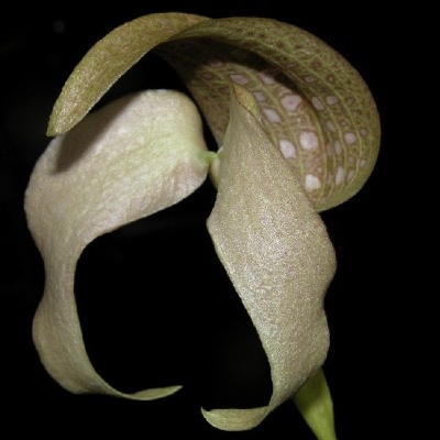 Flor da planta bico-de-papagaio com pétalas claras e padrão esverdeado