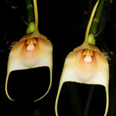 Duas flores penduradas brancas e bege com hastes verdes em fundo escuro