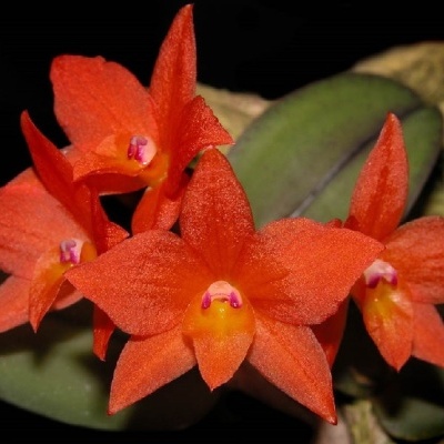 Flores de orquídea laranja com pétalas aveludadas