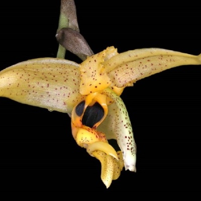 Flor exótica amarela com pintas castanhas e pretas sobre fundo preto