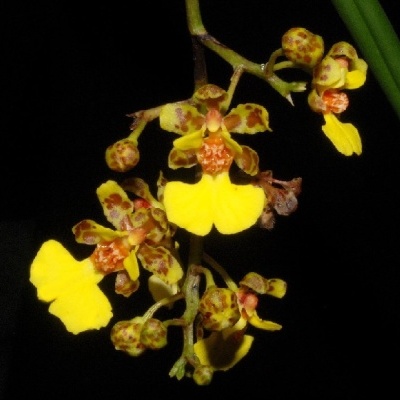 Orquídea amarela com manchas castanhas e centro laranja, fundo preto.