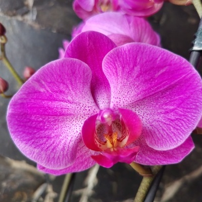 Orquídea rosa vibrante com textura de pétalas e suporte metálico