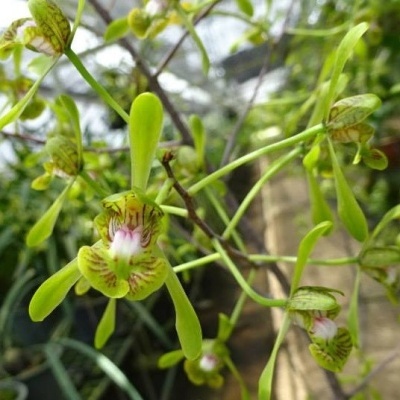 Orquídea verde com flores delicadas e manchas marrons em jardim