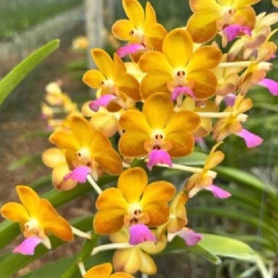 Orquídea com flores amarelas e centros rosa em viveiro