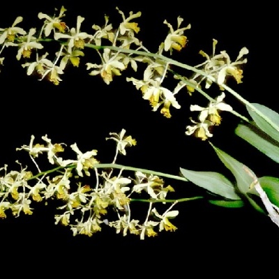 Ramo de planta com flores amarelas e brancas e folhas verdes sobre fundo preto