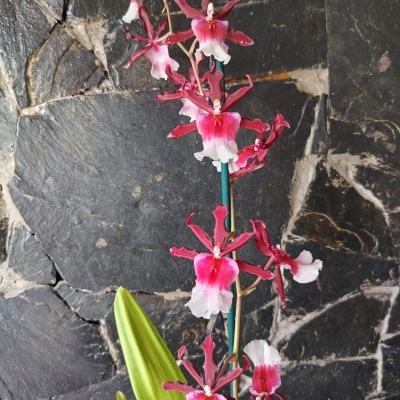 Orquídea vermelha e branca contra fundo de pedra escura