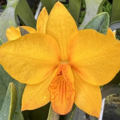 Orquídea amarela com pétalas largas e centro laranja, folhas verdes em vaso