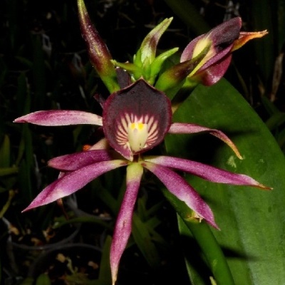 flor exótica roxa e rosa com folhas verdes