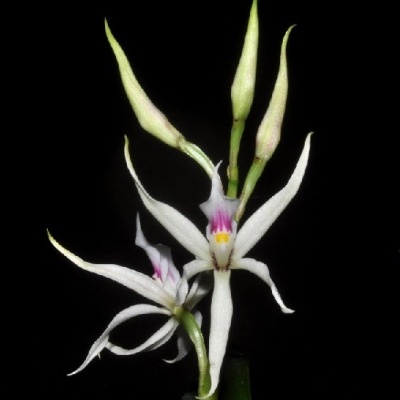 Orquídea branca com manchas rosa e amarelas, pétalas alongadas
