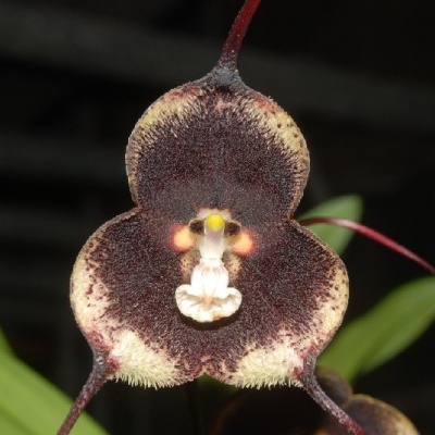 Orquídea roxo escuro com bordas amarelas e centro branco em ambiente natural