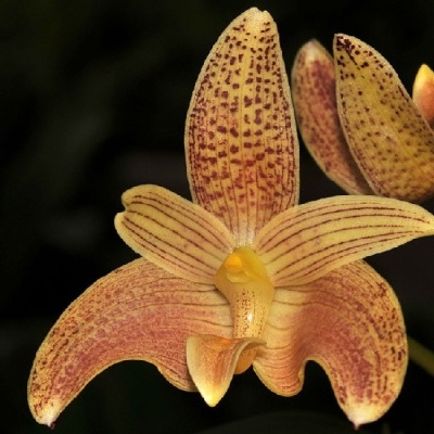 Flor orquídea amarela e laranja com manchas roxas