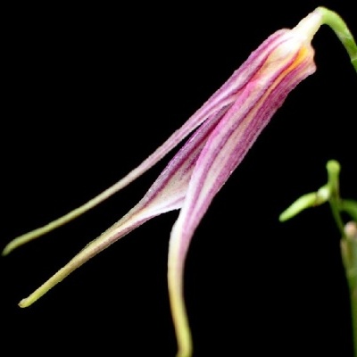Flor de orquídea rosa e branco com pétalas longas em fundo preto