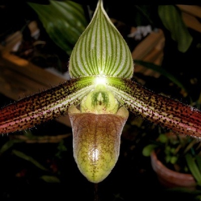 Orquídea com pétalas vermelhas com manchas pretas e pétala inferior em forma de bolsa