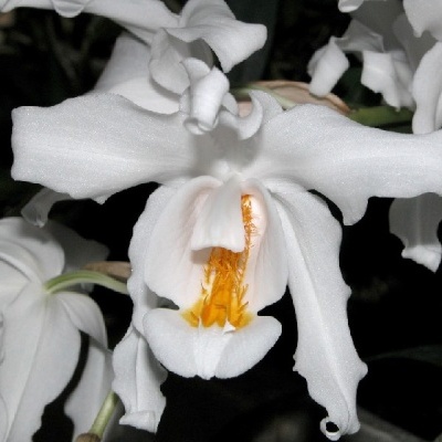 Flor branca de orquídea com centro amarelo vibrante em fundo escuro